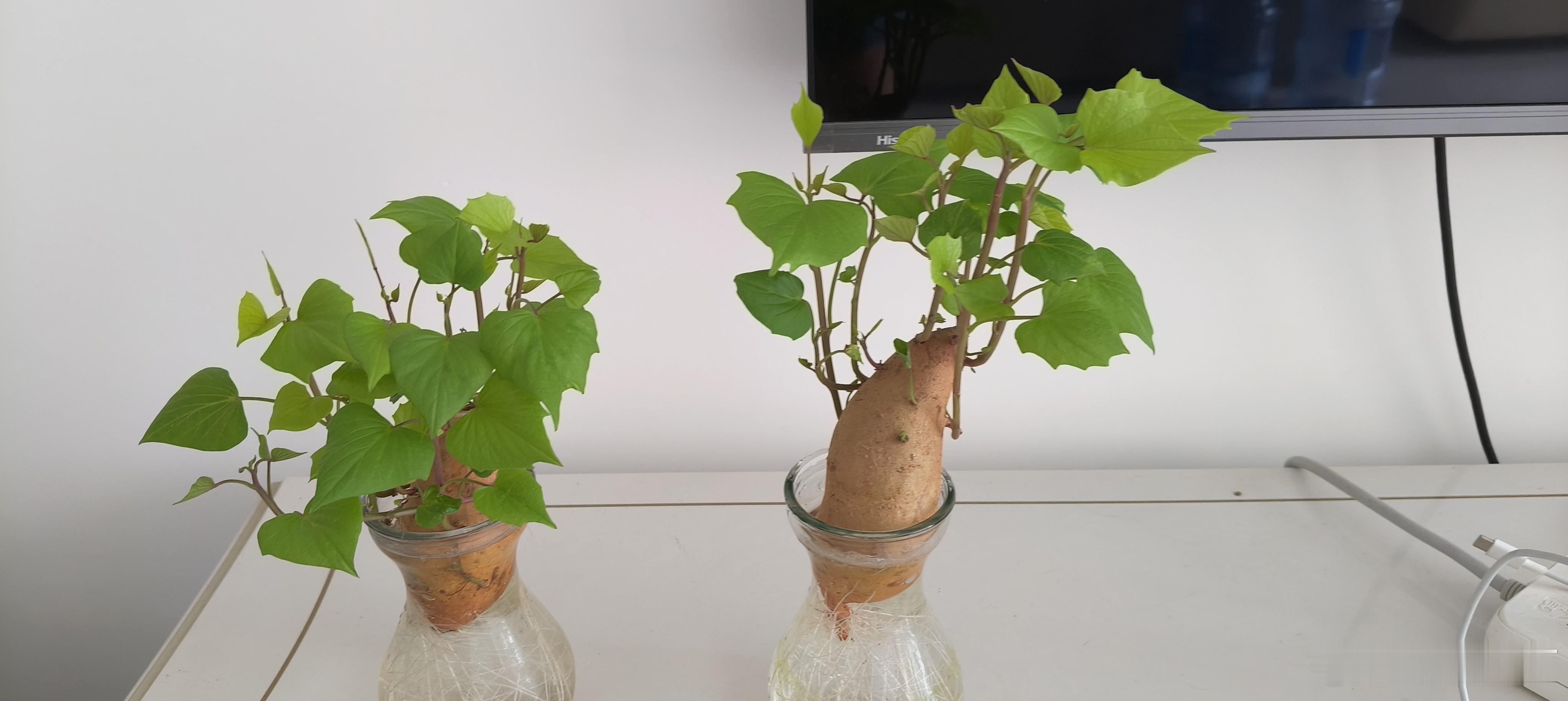 我的水培绿植，猜猜这是什么植物？[笑哈哈][笑哈哈] ​​​