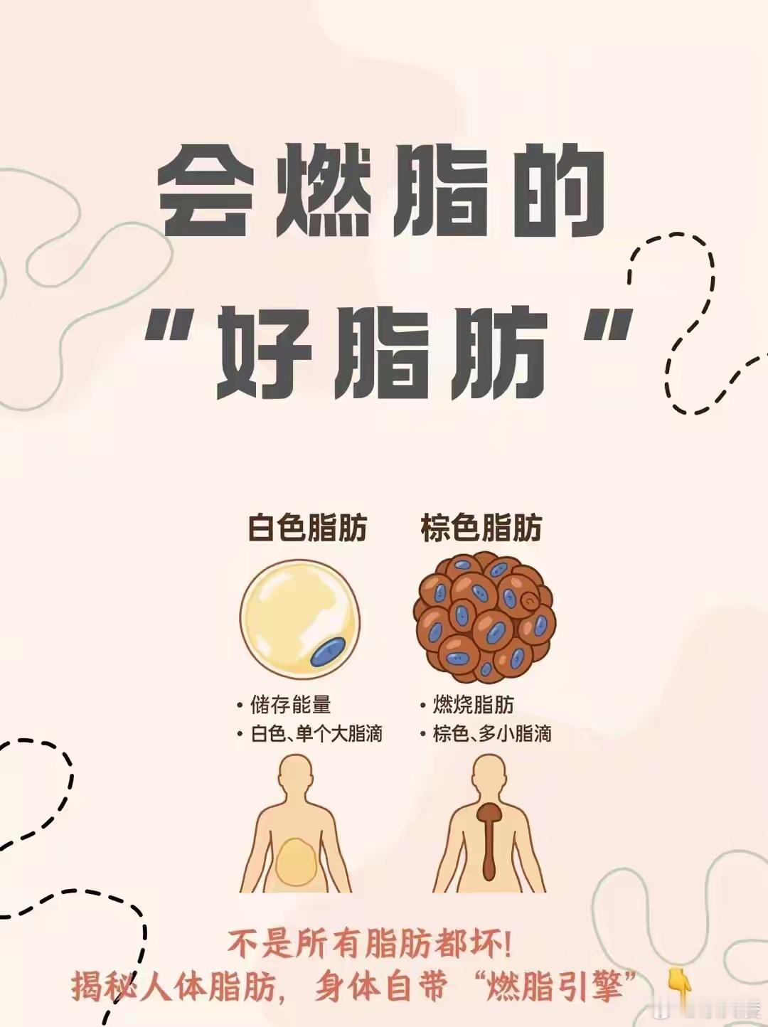 原来脂肪还分棕色和白色 涨知识了！白色脂肪是“囤脂小能手”，堆多了显胖还不健康；