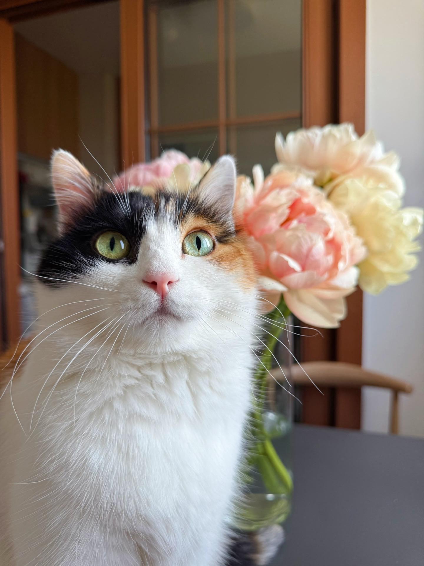 这位三花小主气色不错。