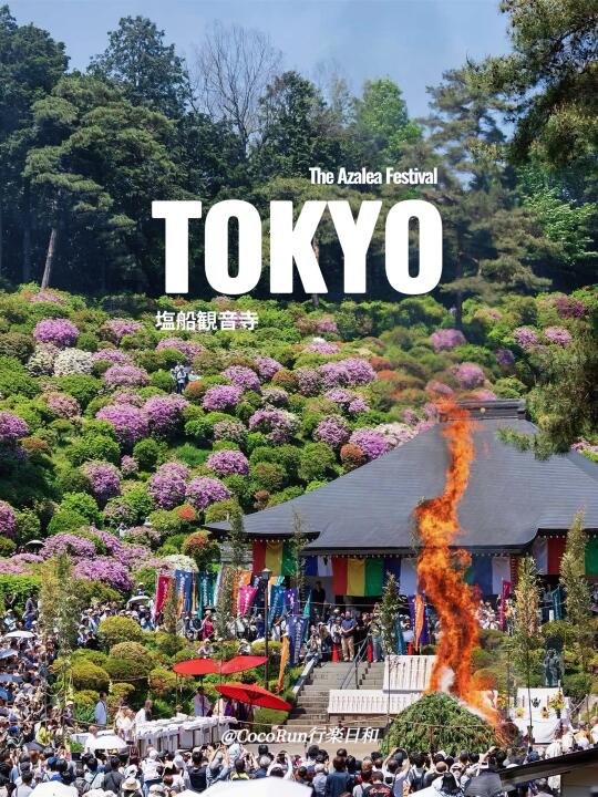 5月东京绝美花海❗盐船观音寺杜鹃花节✅
