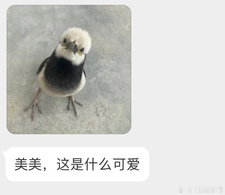 戴着黑色围脖的【黑领椋鸟】它们的叫声多变，也善于模仿声音因此被很多鸟贩子抓来非法