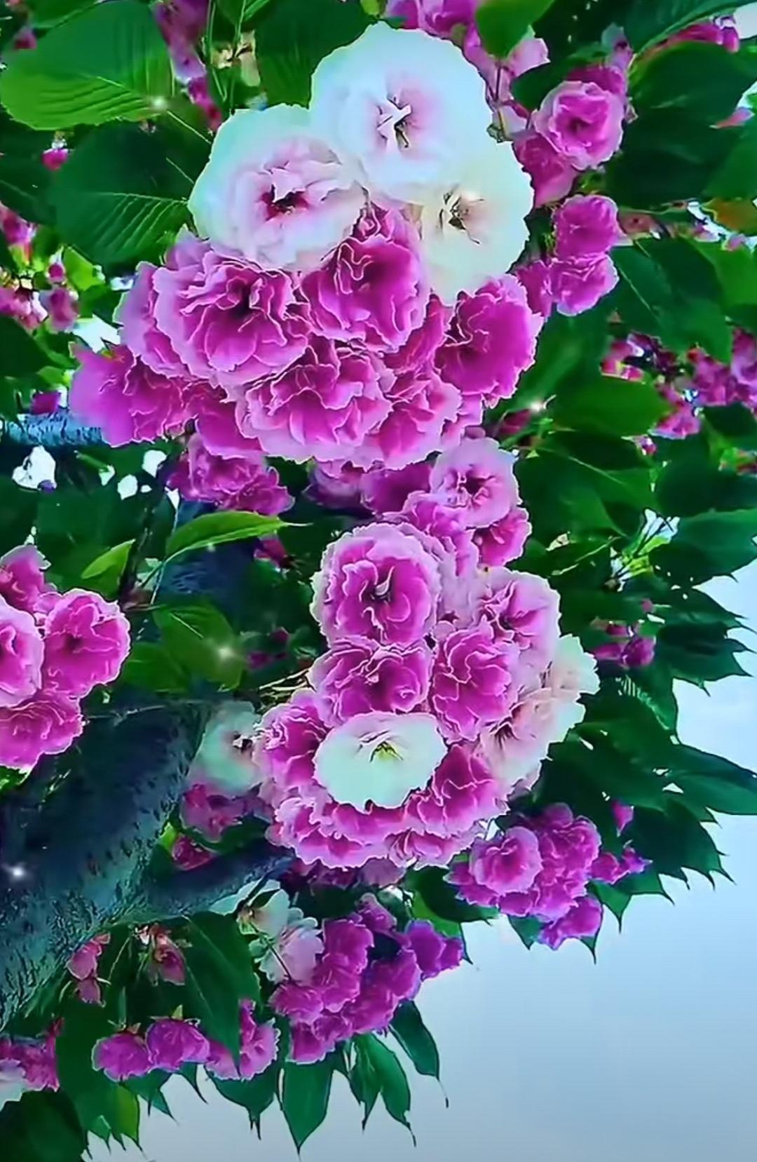 景色很美。