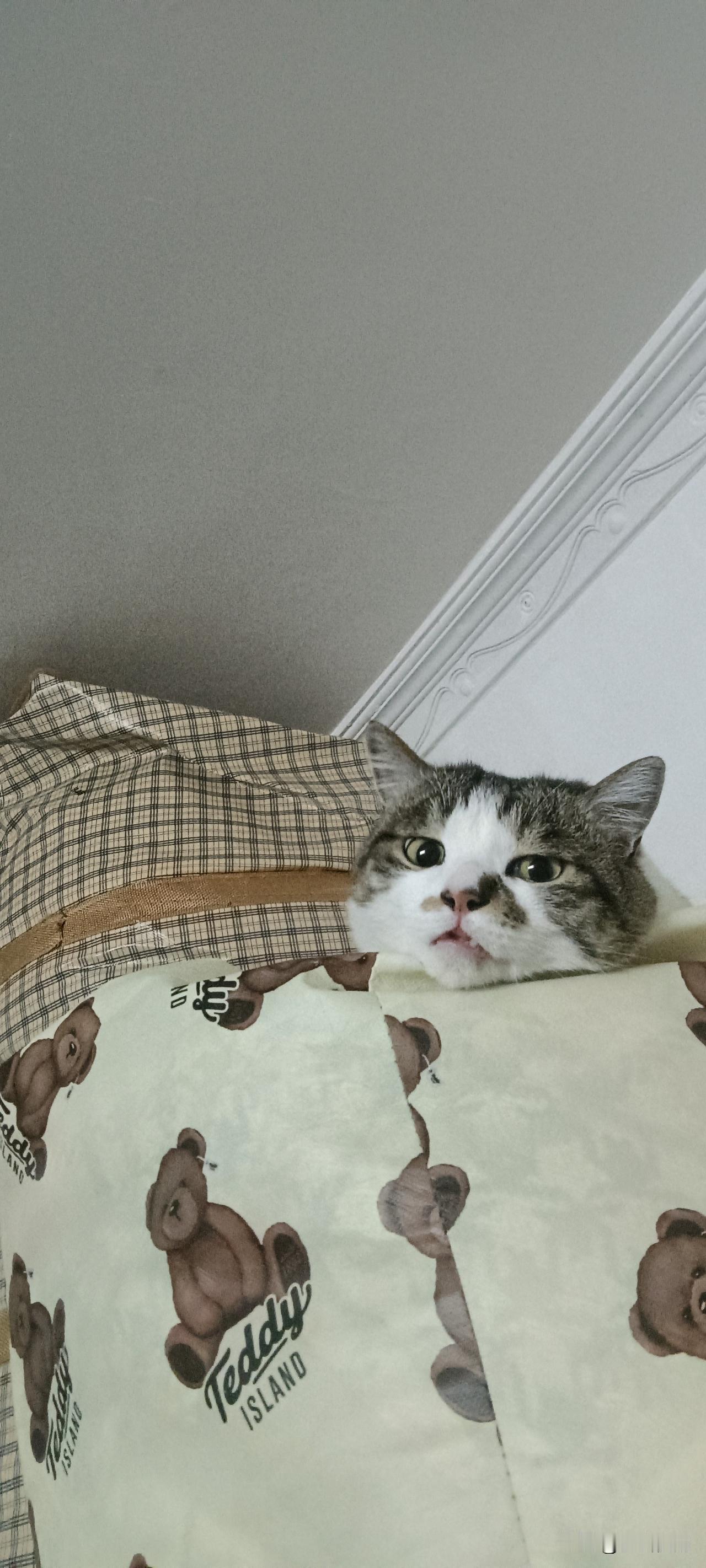 衣柜顶的小脑袋
 
谁懂啊！刚抬头就撞见我家猫在衣柜顶“查房”，半张脸埋在被子上