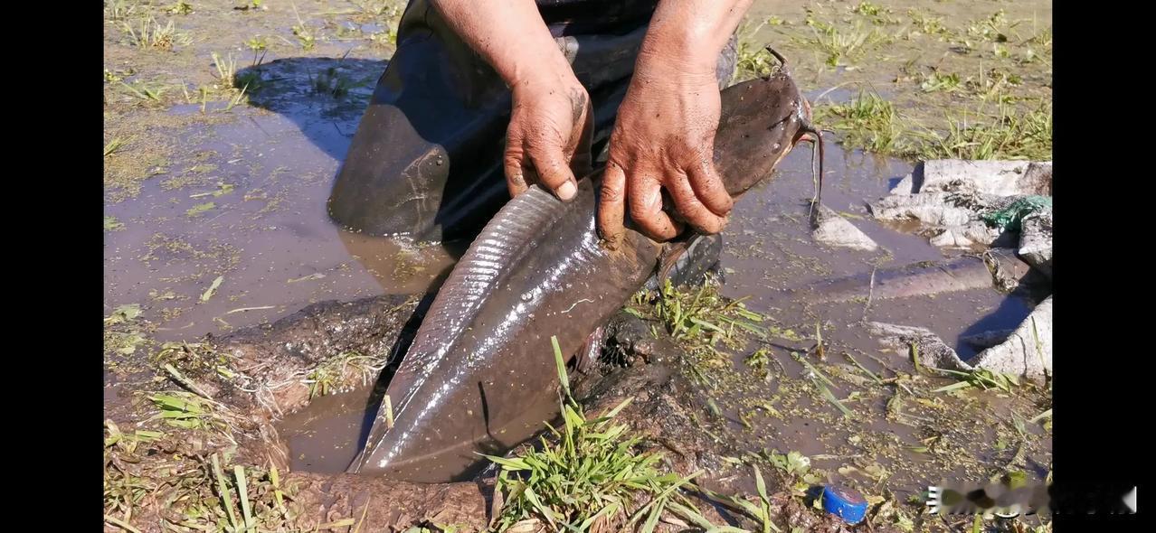 这是什么？看着有点像蛇