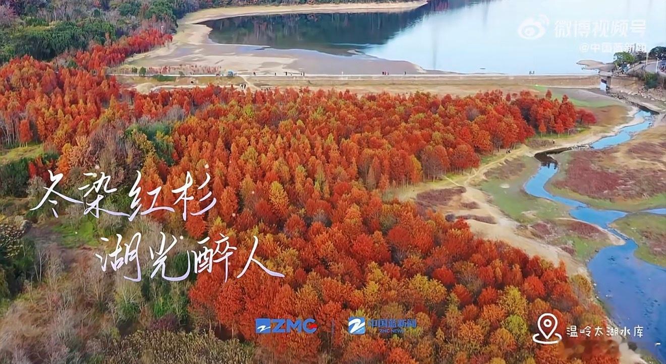 温岭太湖水库上新限定版红妆美翻了！台州温岭太湖水库的落羽杉林红透啦～绯红林海倒映