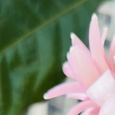 2000老公冷脸世首萌 晚香玉的种植方法：1. 土壤准备：选择疏松肥沃、排水良好