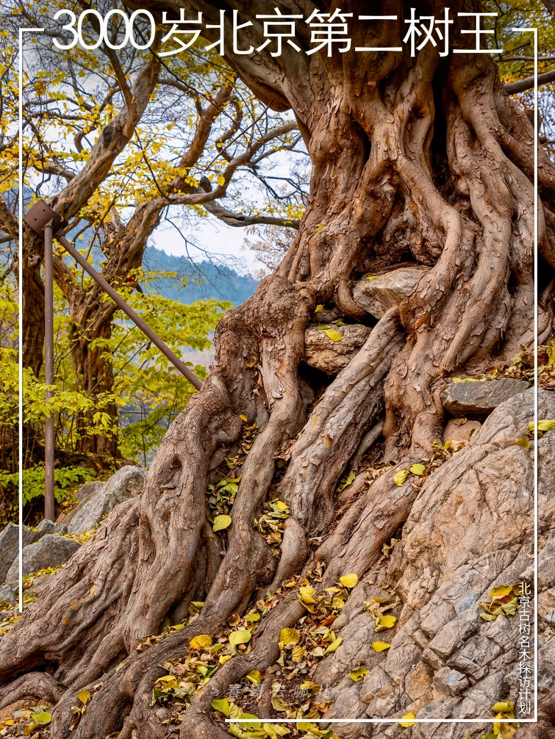 昌平三千年青檀树“龙爪嵌岩”，如巨型盆景