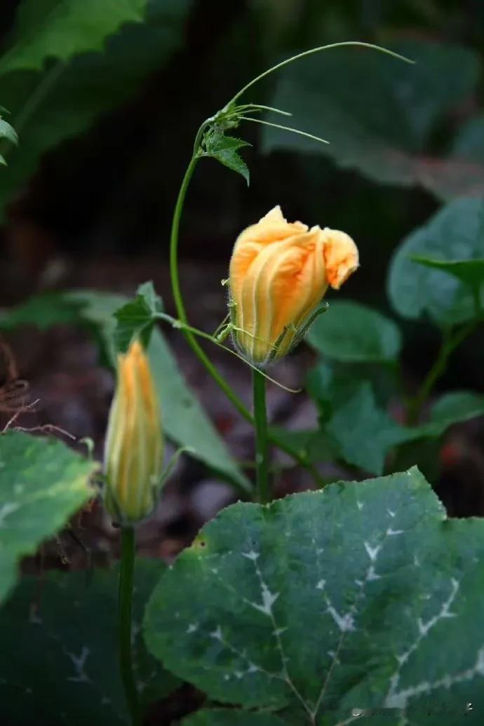 初夏菜园碧连天
万物复苏
在这个生机勃勃的季节里
蔬菜迎来了它崭新的开始

甜中