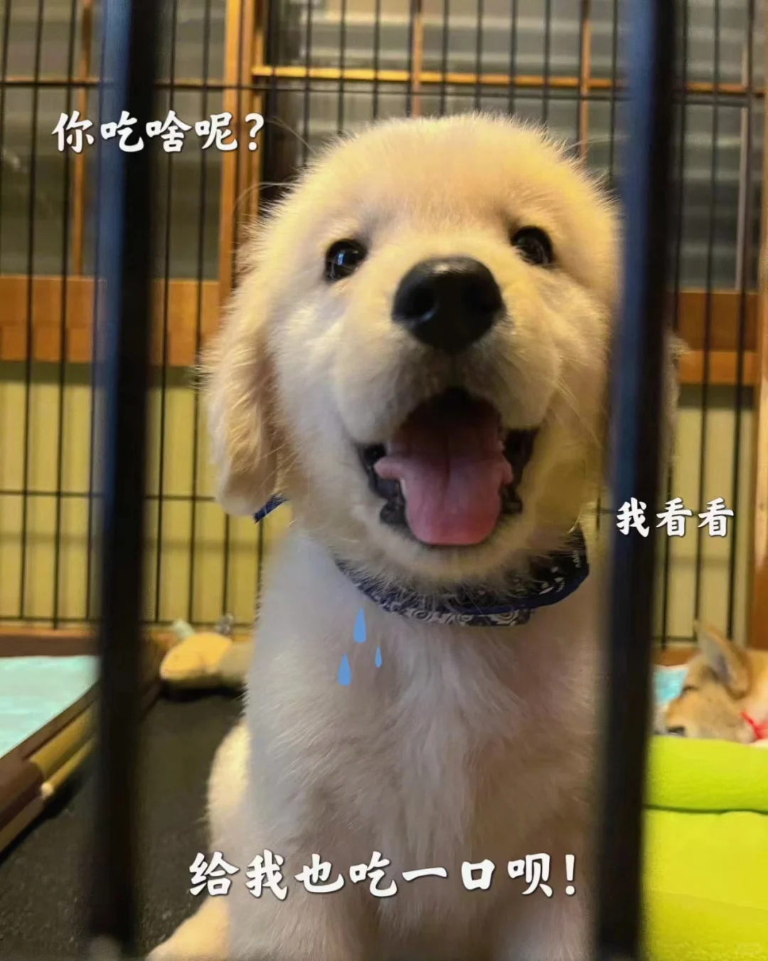 小狗毛发顺滑记！人见人夸系列