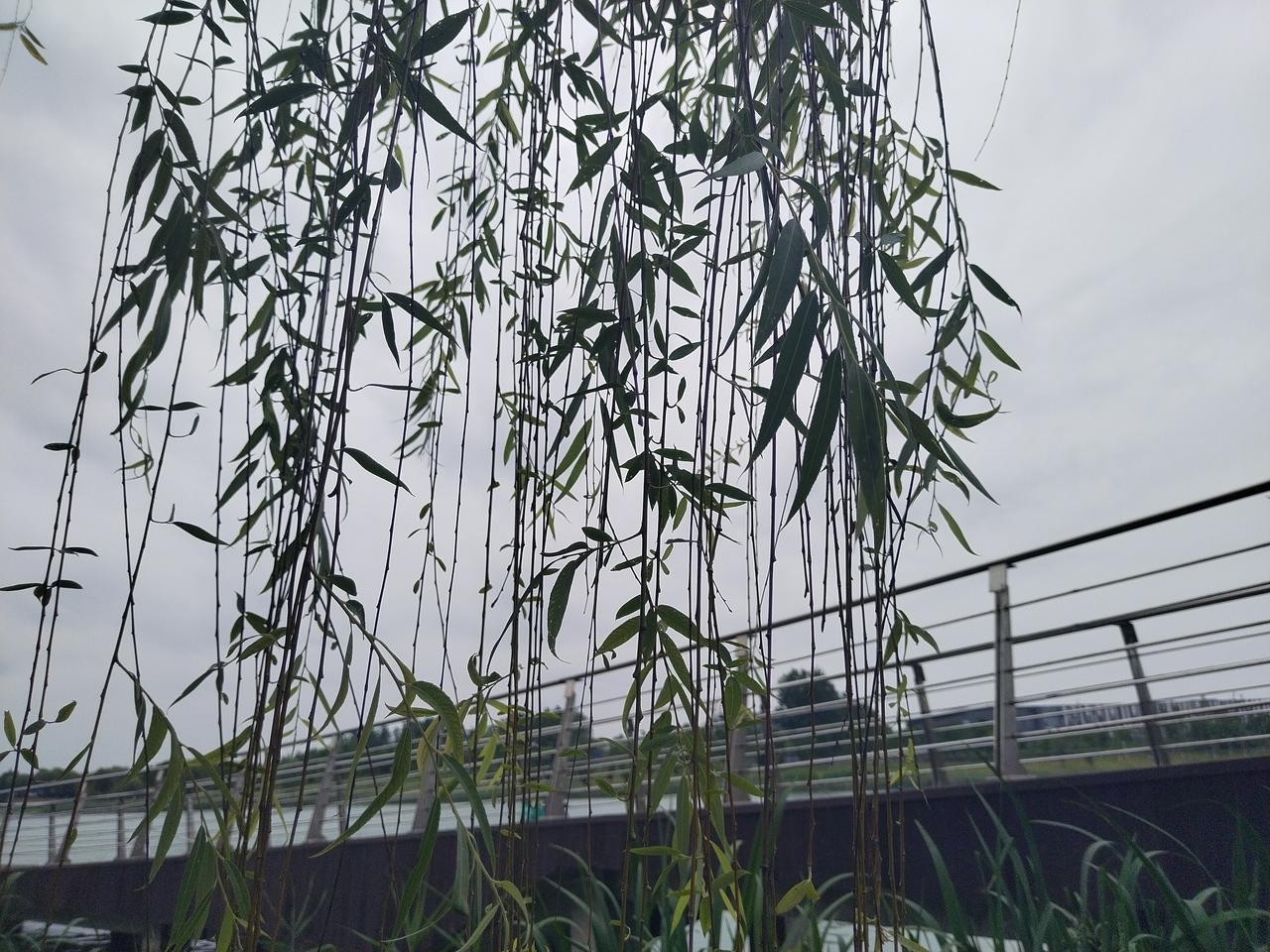 [趣联联趣]
上联：定格，故事随缘构
下联：？
[一字千金]
《柳帘》
柳帘垂月