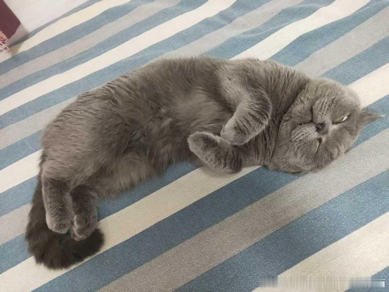 49730【丑猫】大概就是很婀娜吧！ 