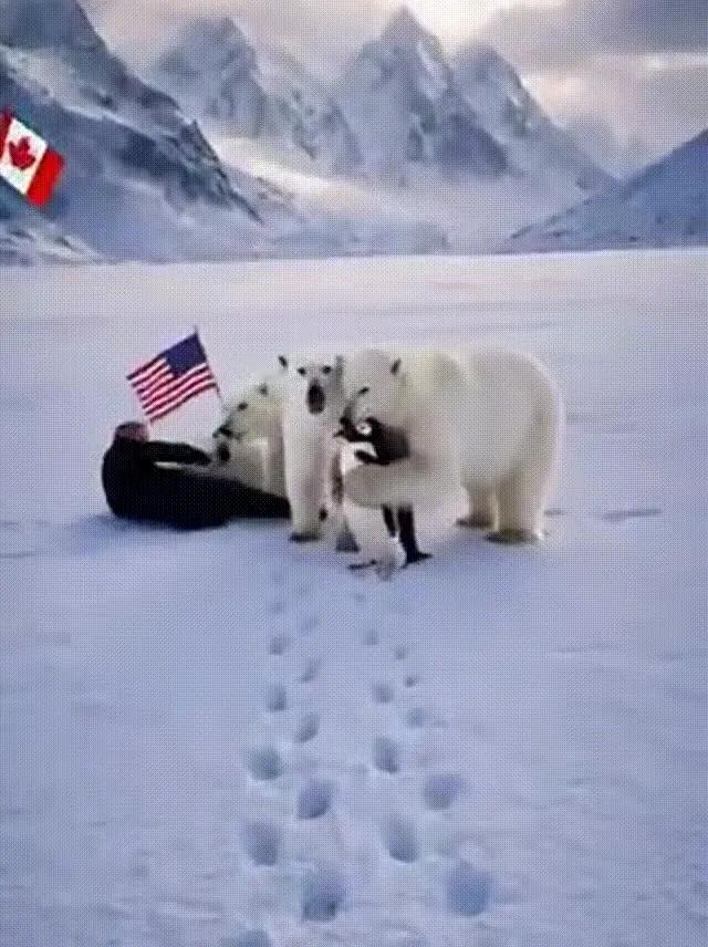 格陵兰岛人立即展开反击，他们制作了一段视频，在视频中，几只北极熊冲上前，将特朗普