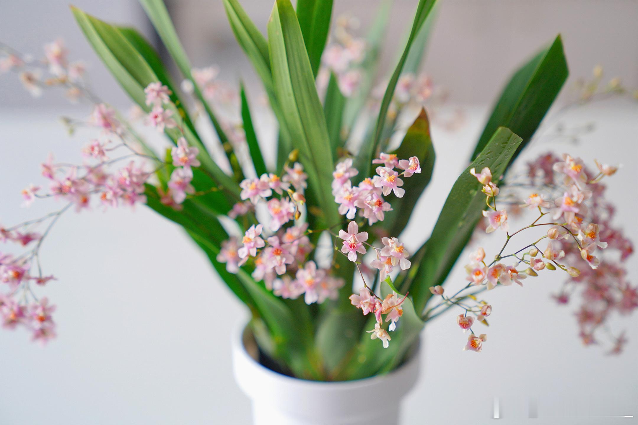 梦香兰的花期还挺久，依然在开~龟背竹长了新叶子小寒时节，屋子里依然生机盎然 