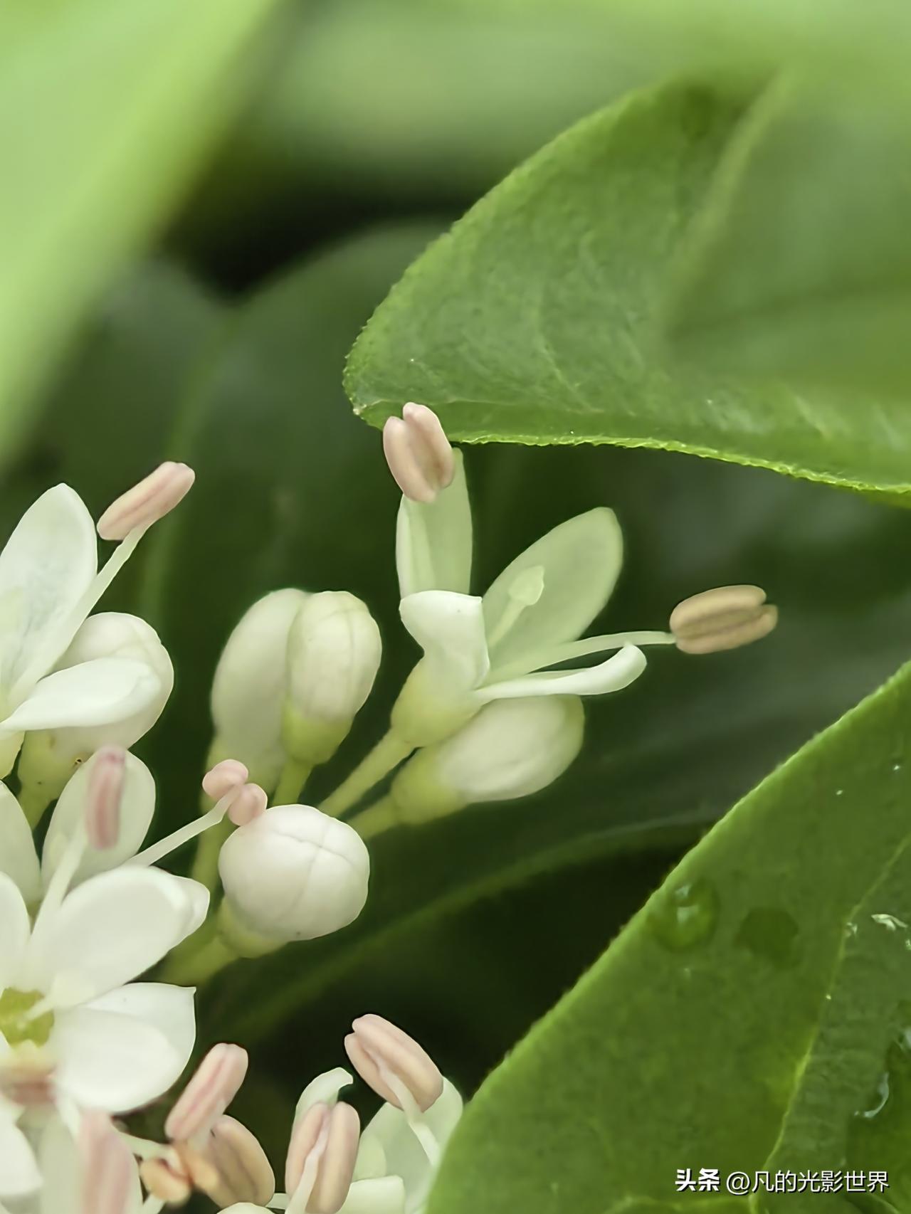 晒图笔记大赛早上上班等公交车时发现绿化带里一种绿色植物开花了，小小的一团团一簇簇