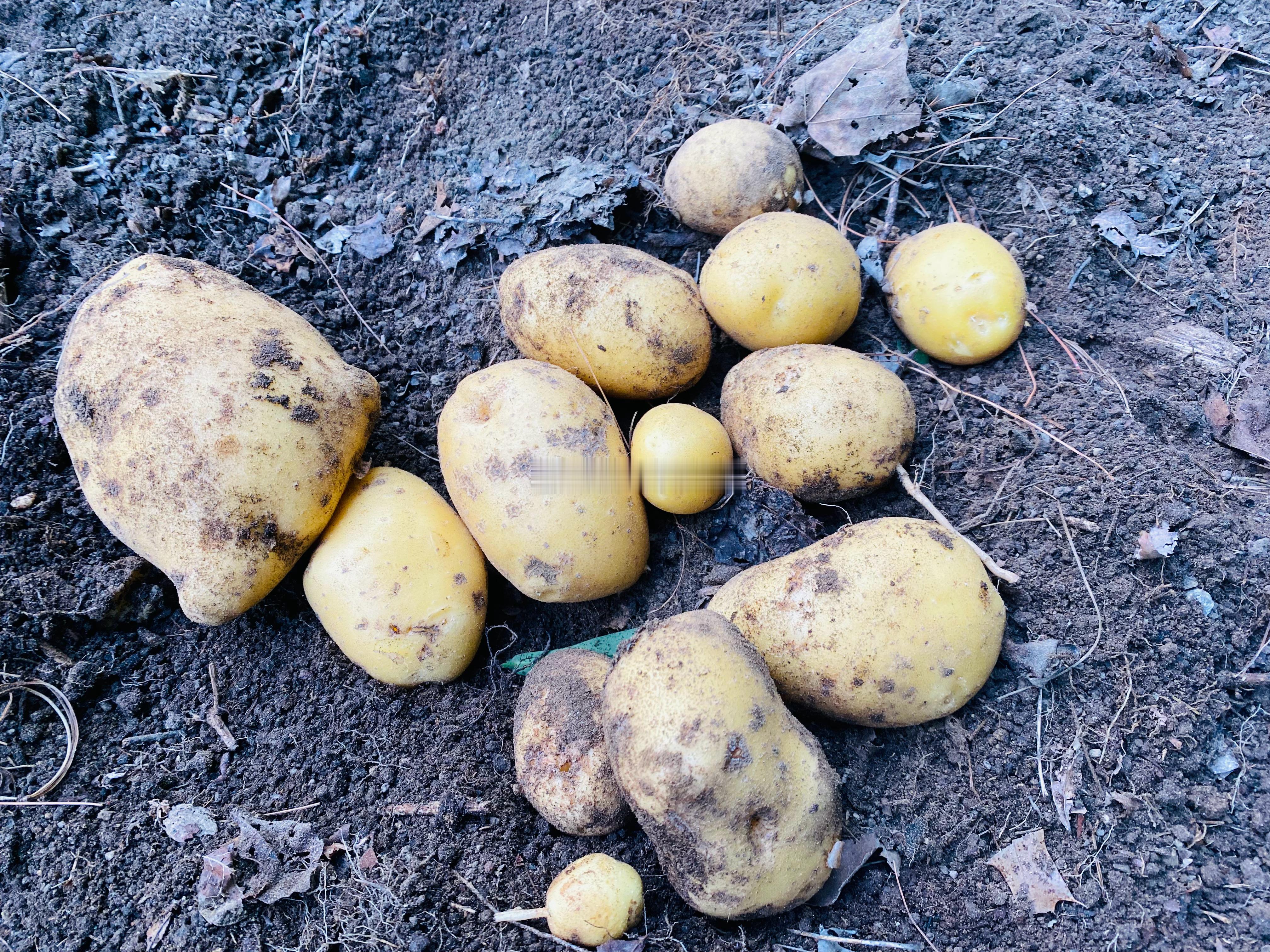 前两周土豆刚开花，我还以为地下还没长土豆呢。 今天好奇，挖了一下。 结果还是动手