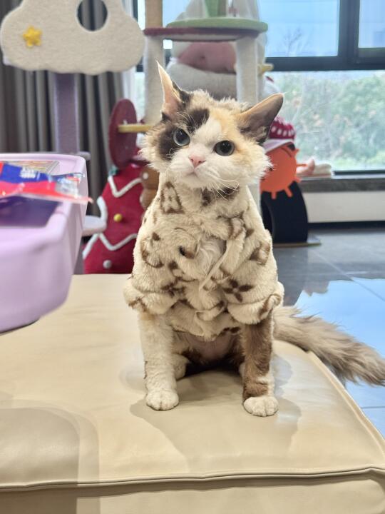 申小豹！🥺