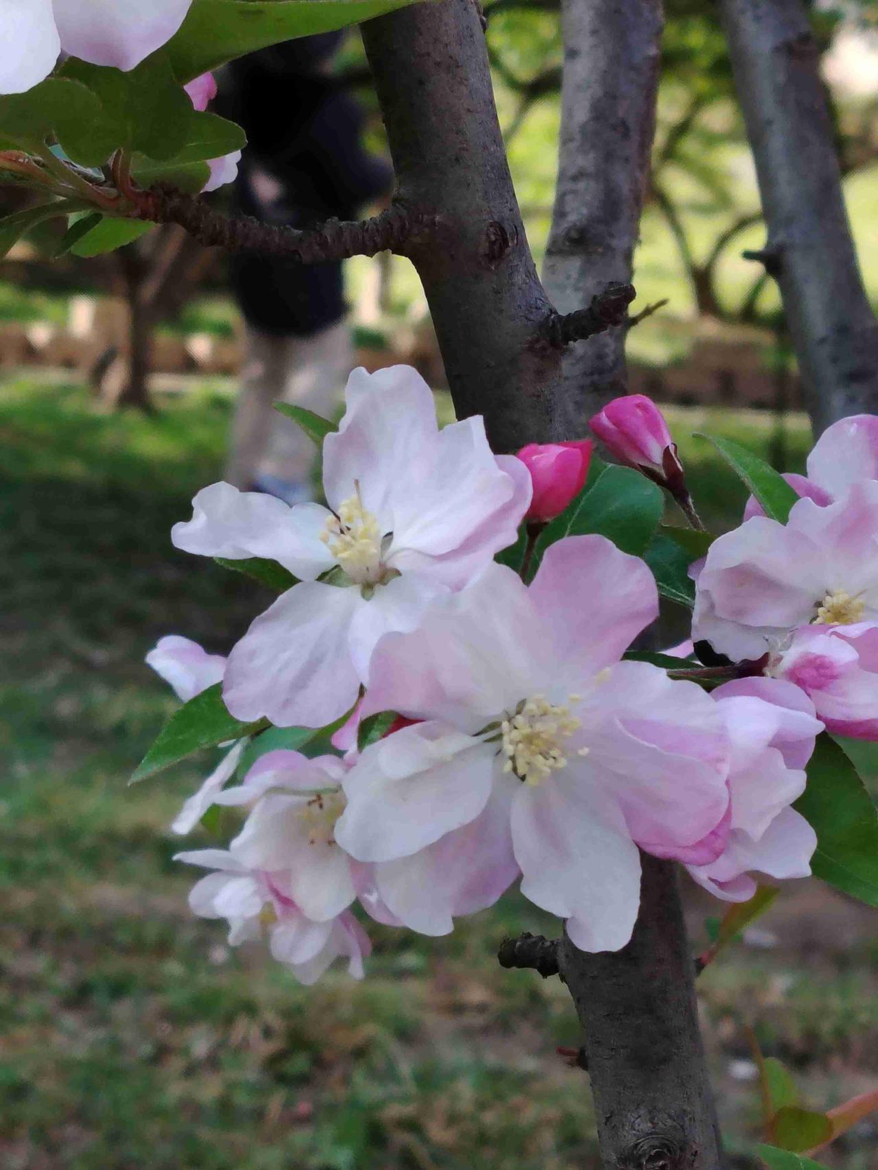 海棠花溪美炸了
带定位晒今日生活
我的今日状态：😁轻松愉快
我这里的天气：☀️