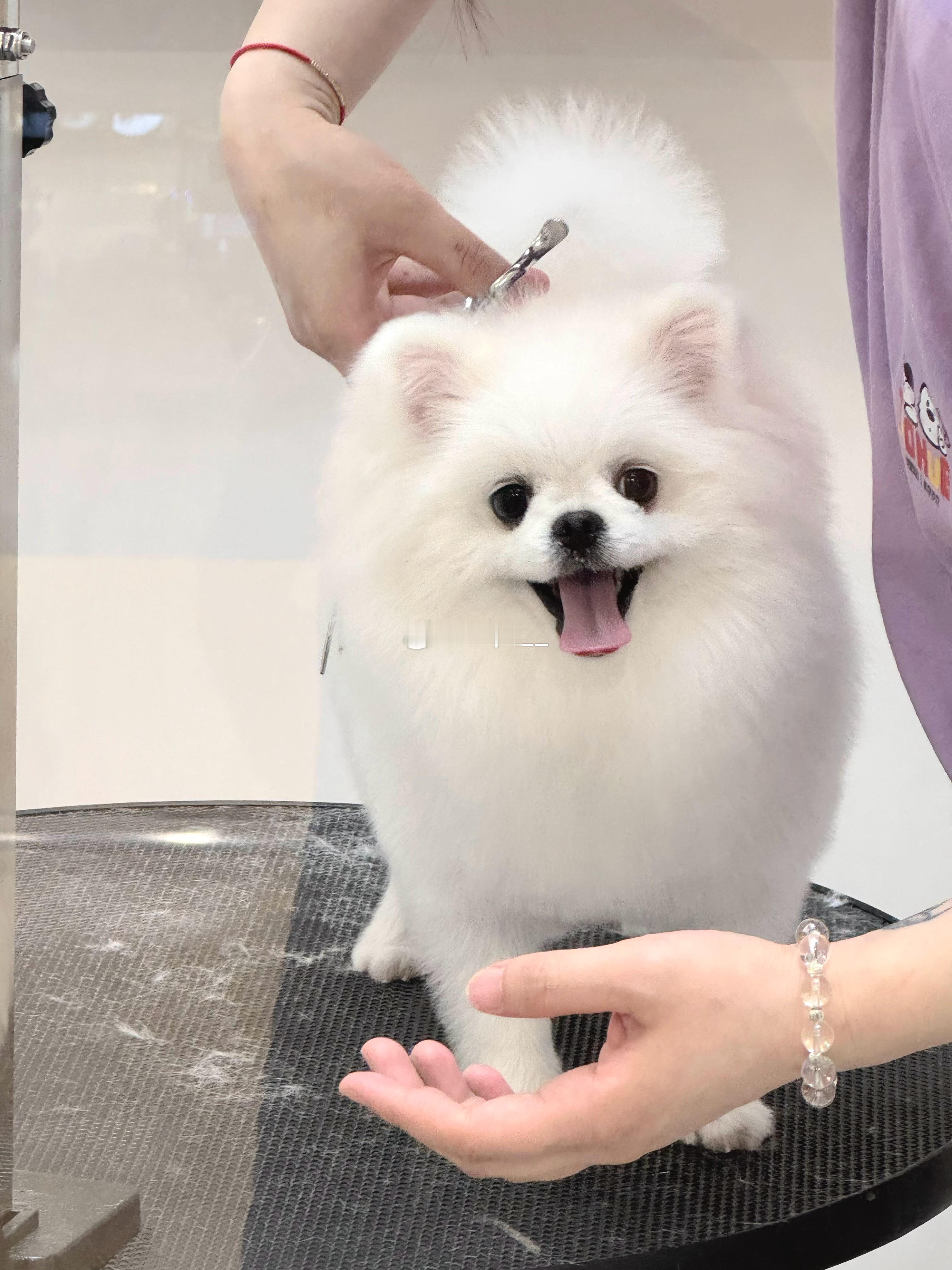 甜甜酱[兔子][兔子]剪完毛好可爱哇 ​​​