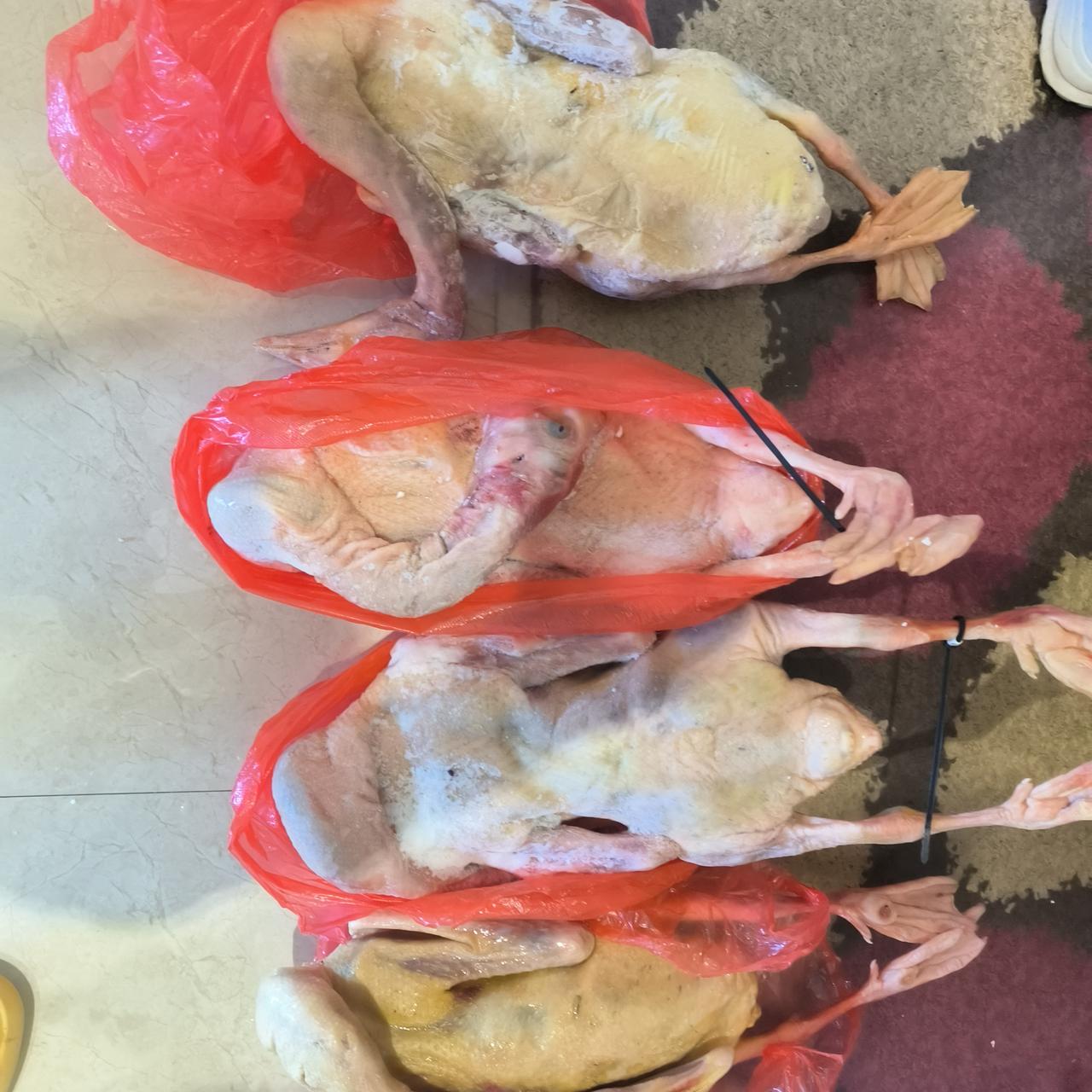 来自故乡亲人的亲情赠送，四只大鹅。下雪了，东北的㸆大俄、酸菜炖大鹅，烤大鹅太好吃