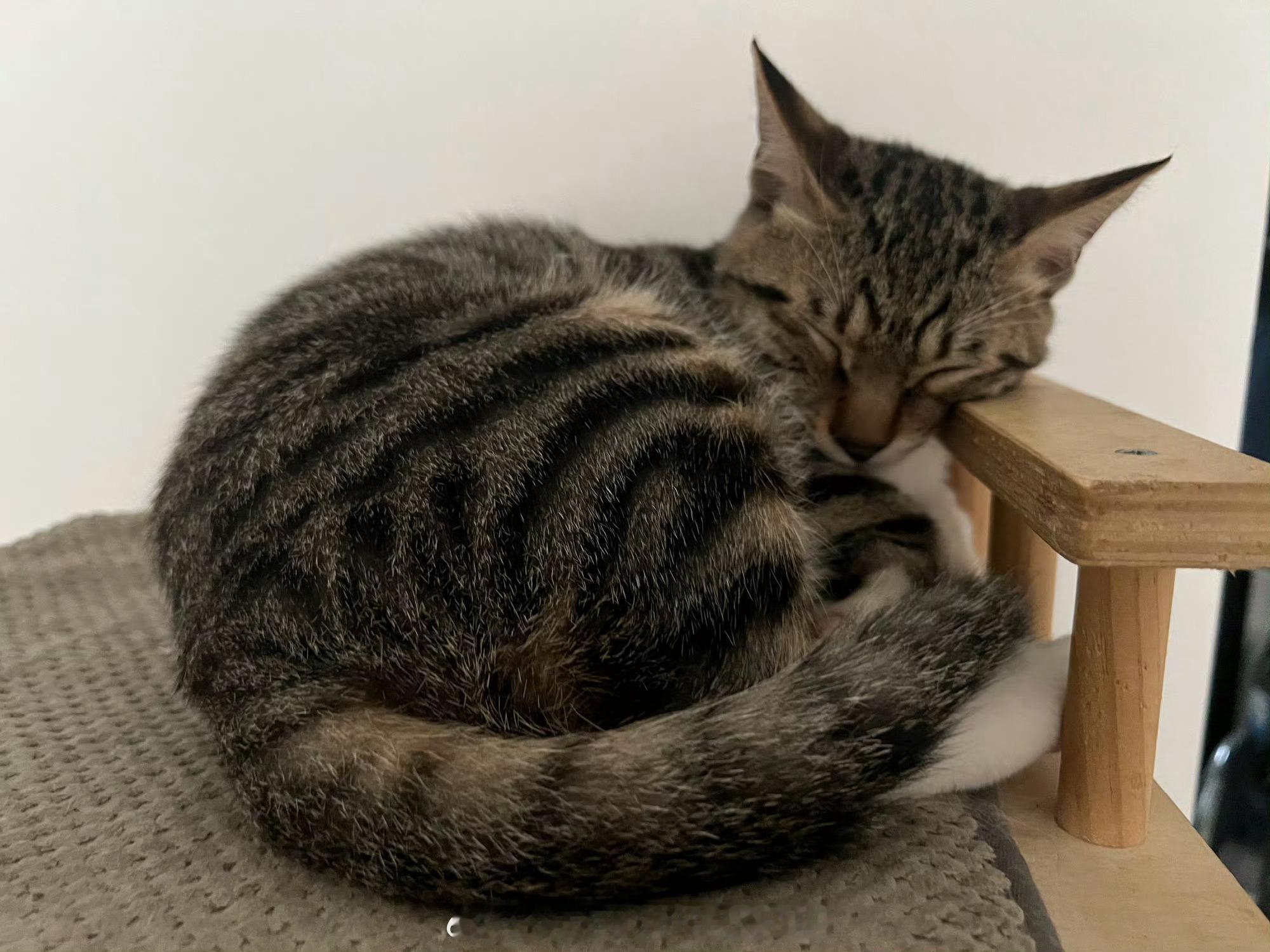小猫巴士 萌宝睡觉 