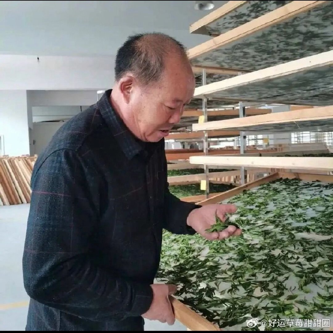 台州三门茶痴坚守匠心捧回茶王赛双料冠军 匠心雕琢好茶，以担当带动乡邻共富，为三门