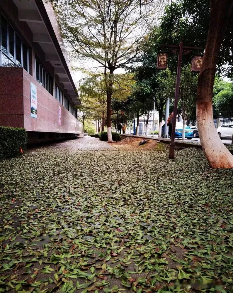 这铺满一地的——不是落叶？
是哀家凋零的心…………人间尽道是苍伤 心亦飘零 心碎