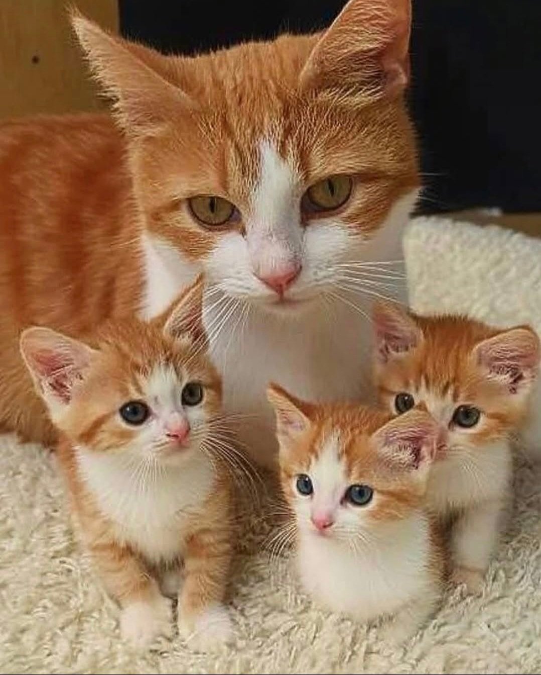 随机猫猫 