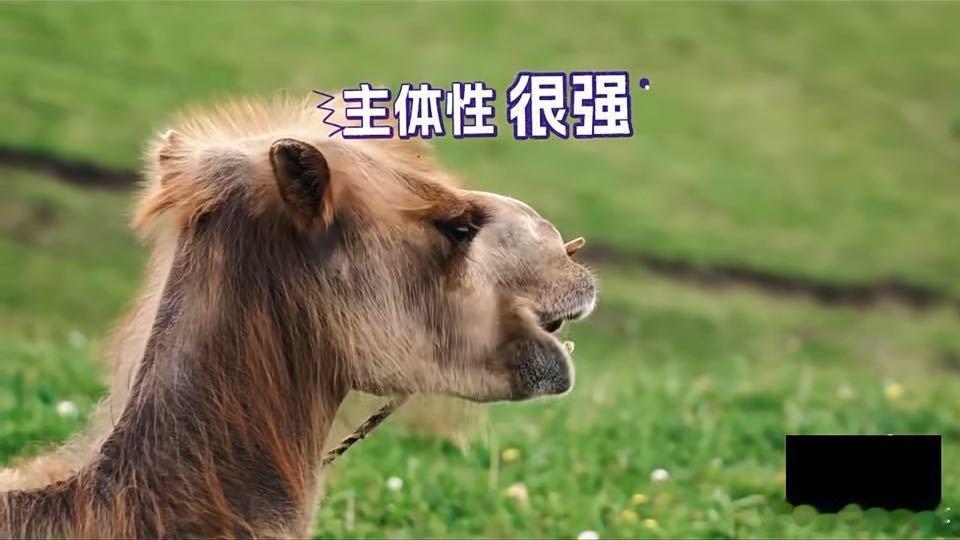 苏新皓把张泽禹张极的骆驼喊起来了 为了叫自己的骆驼，苏新皓中英文都用上了，结果一