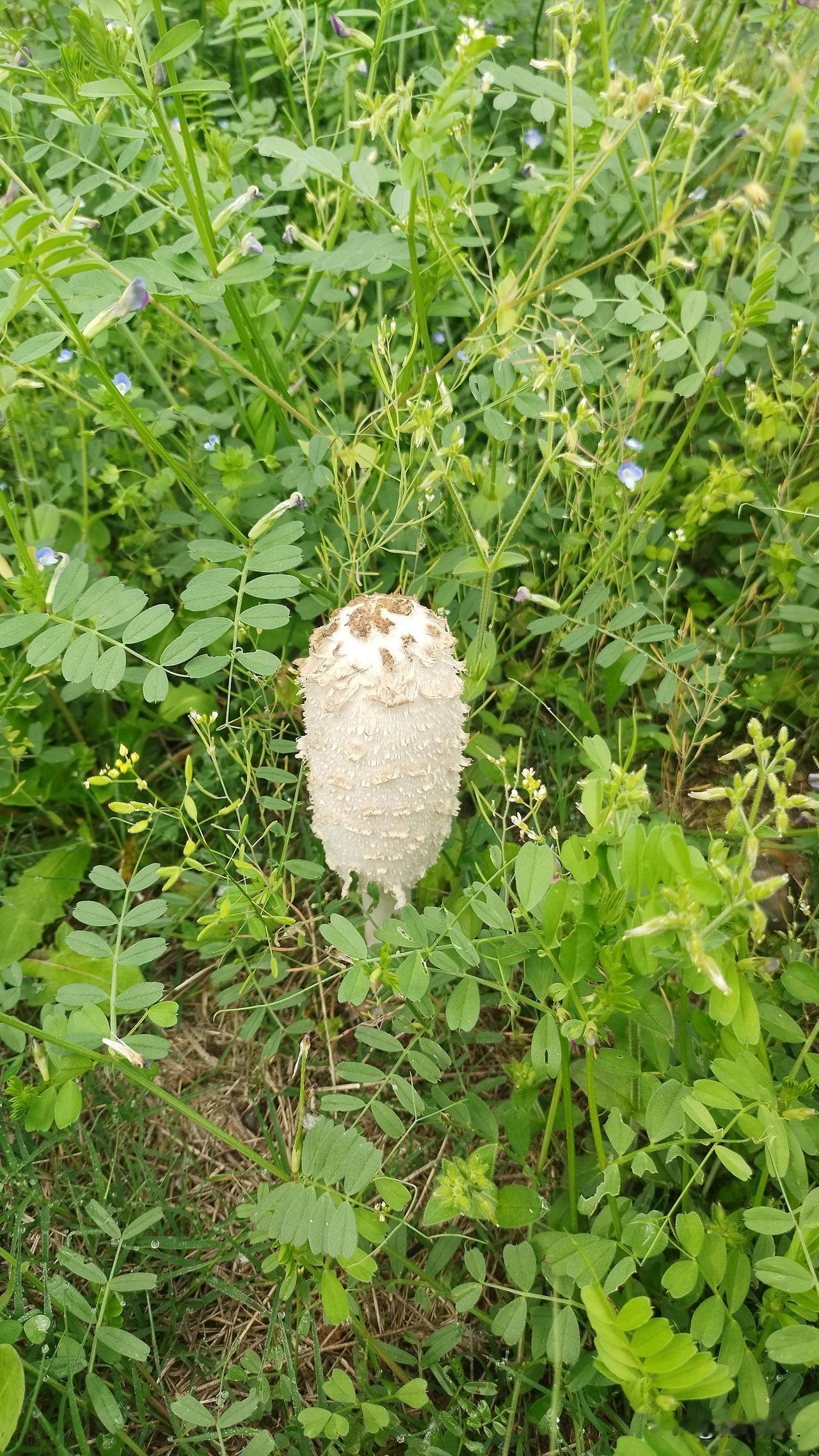 春日生活打卡季今日釆风，渔梁洲上的花花草草，还有磨菇啊，就是不敢摘