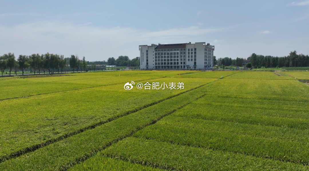 安徽早粳稻亩产突破612公斤合肥庐江种业大突破！崖州湾国家实验室粮油试验基地百亩