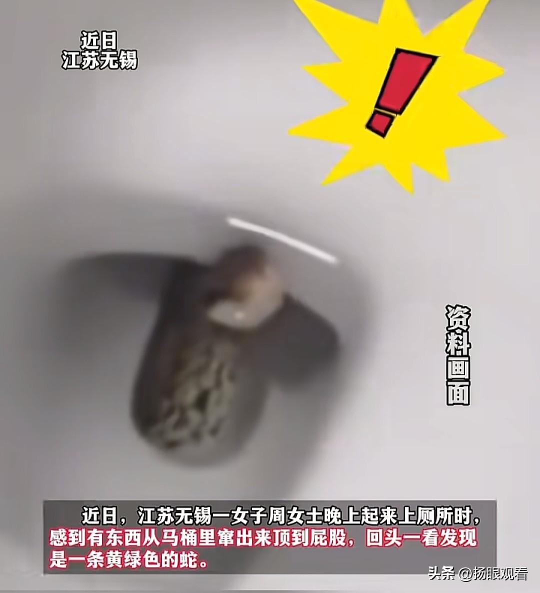 救命！半夜上厕所被马桶里的蛇顶到屁股…当我刷到无锡周女士的遭遇，我鸡皮疙瘩掉一地