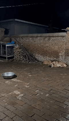 废物狗狗！🐶