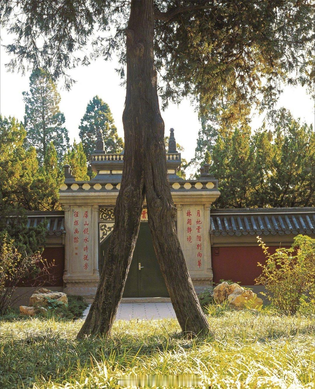 特朗普昨天研参观的静谷的人字柏，这树据说种植于清代乾隆年间，树龄200多年。乾隆