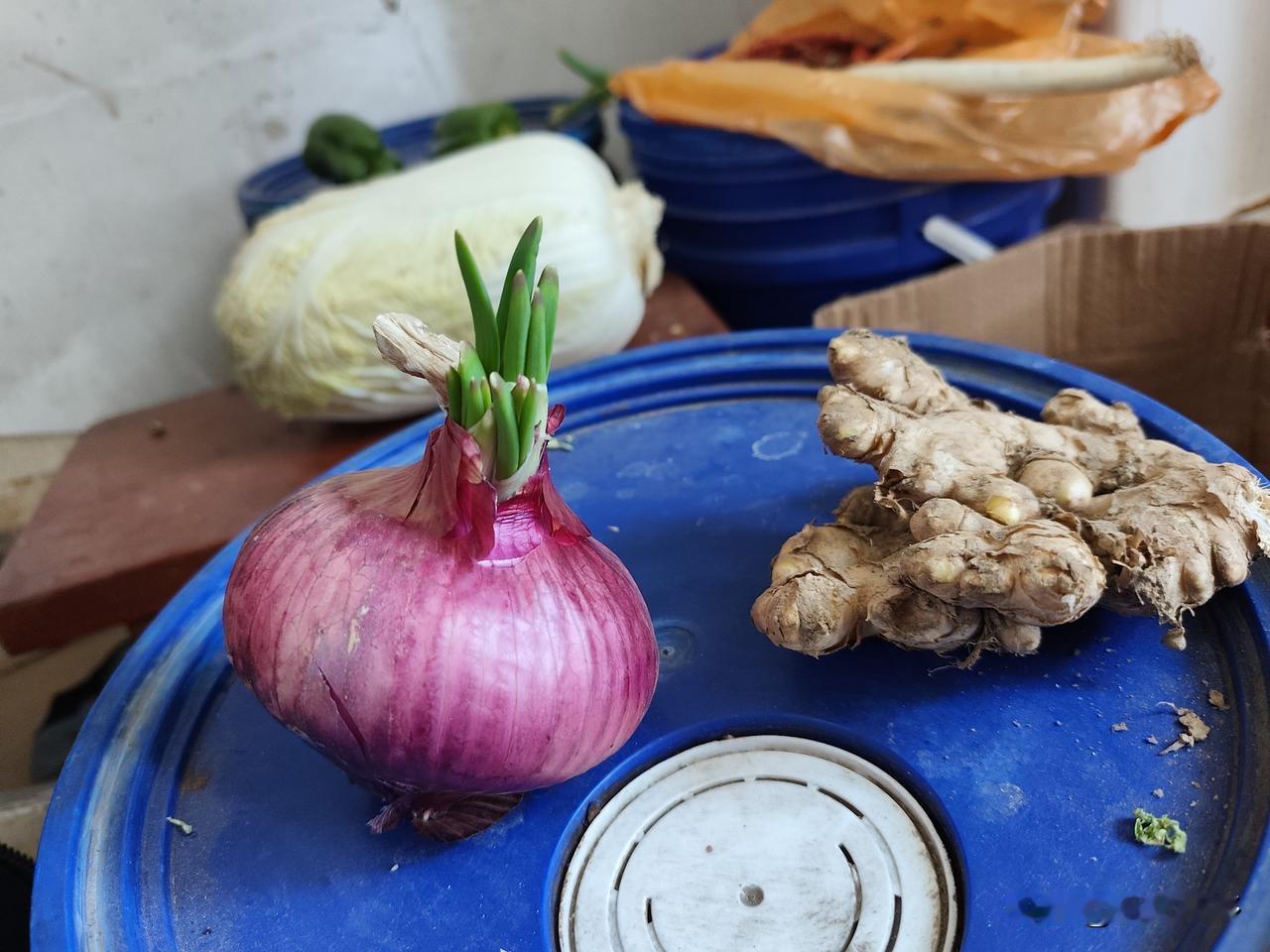 冬日生活打卡季生命力是顽强的！今冬，东莞打工，网购买了十斤洋葱，7℃的气温洋葱也