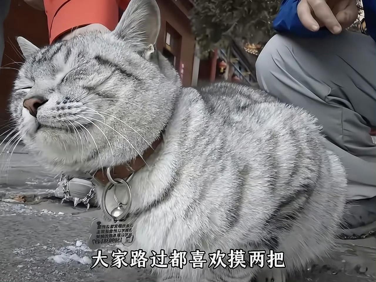 山顶小猫1天被游客带下山3次！爬山回家累瘫，主人挂牌终结乌龙！
河南南太行绝望坡