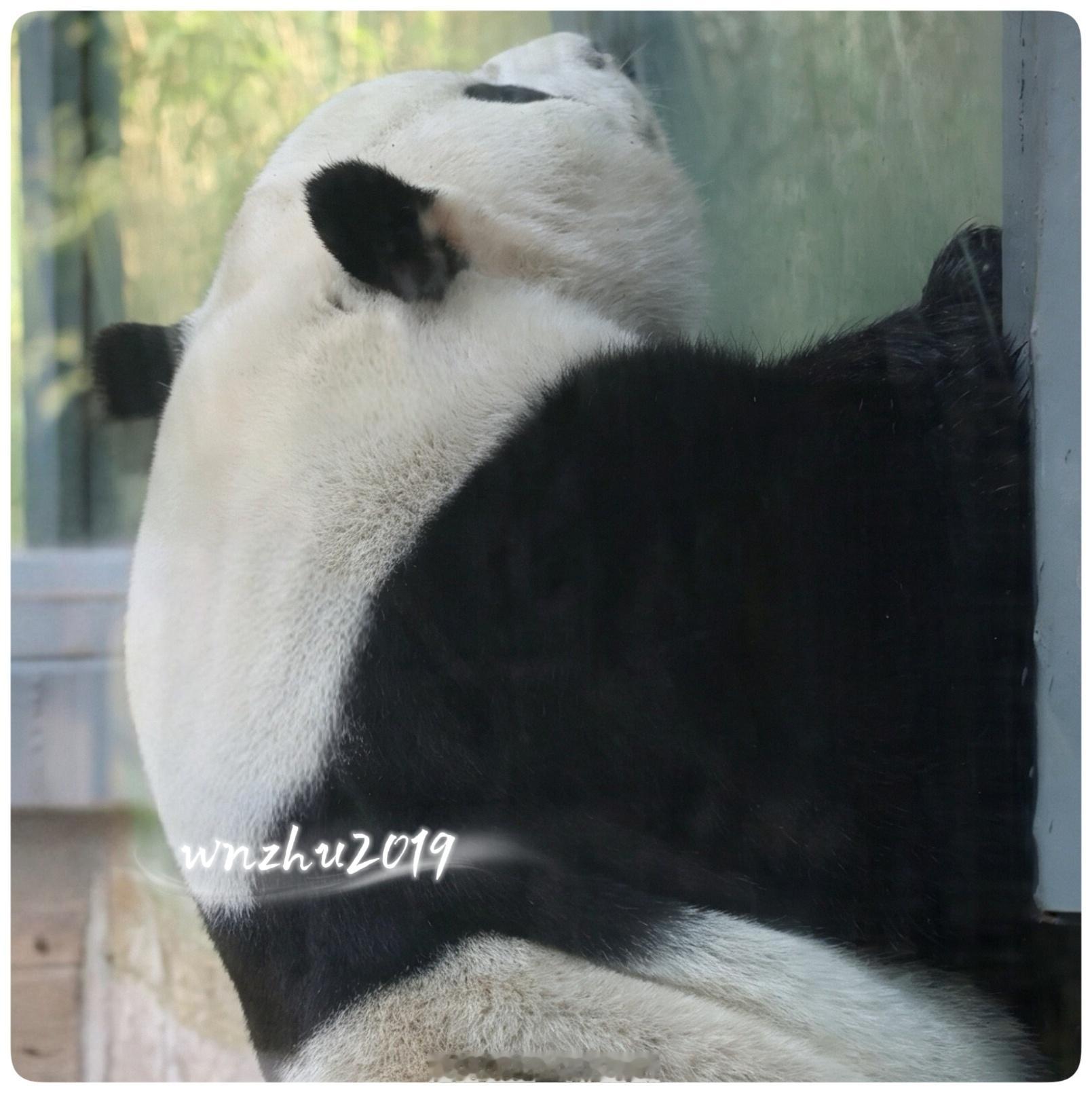 大熊猫萌兰 去哪啊？来ee家里吧，马上下暴雨啦 