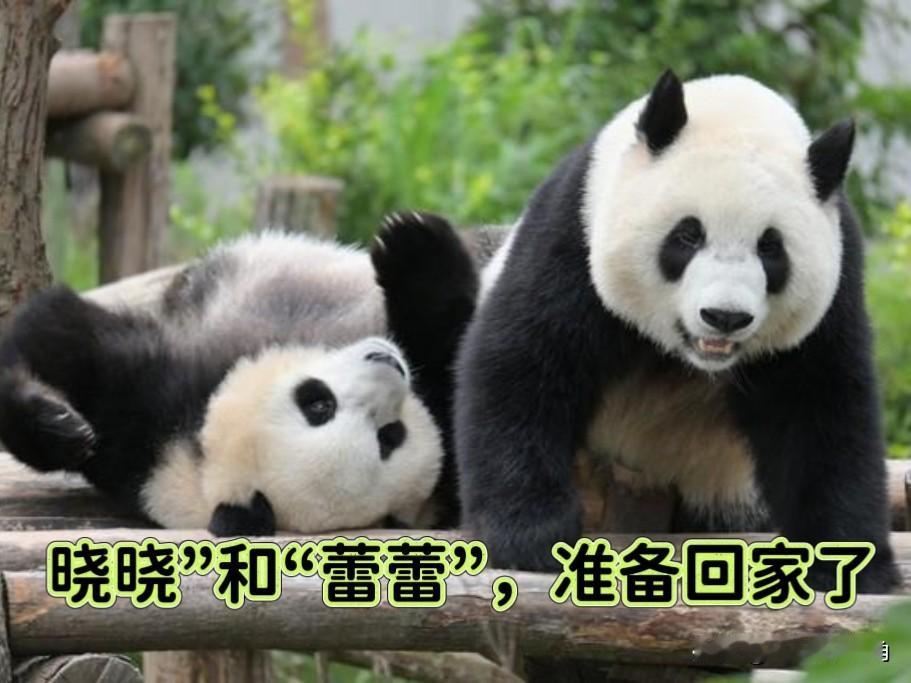 日本民众这次真的要破防与伤心了！

随着“晓晓”和“蕾蕾”定档2026年回国，那