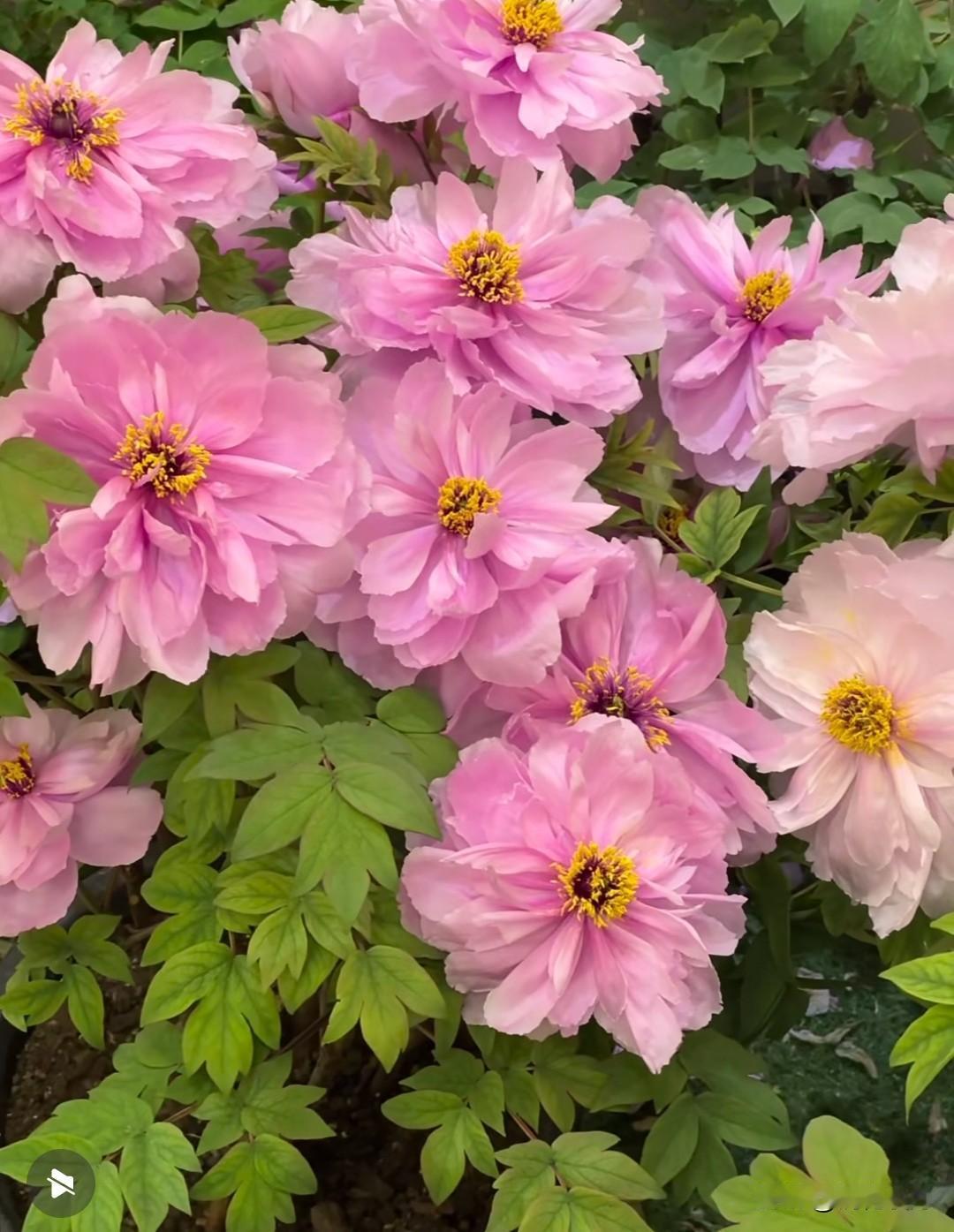 洛阳牡丹凭啥甲天下？发源地及盛世的美颜，一开就惊艳全国！

 洛阳是中国牡丹发源