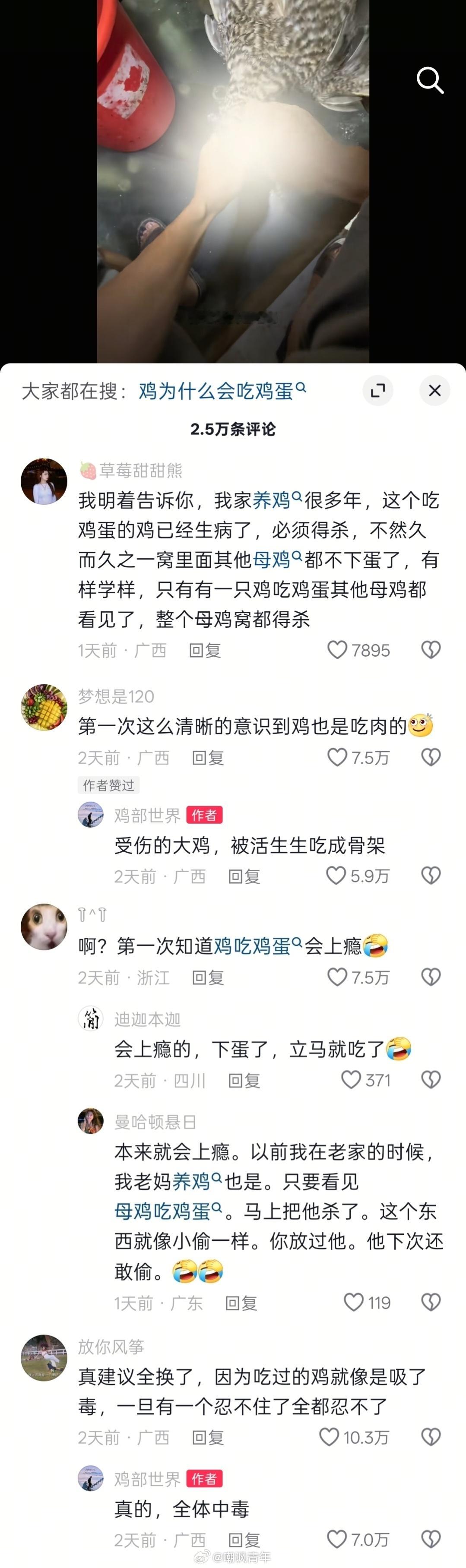 原来鸡窝里只要有一只母鸡不规矩，整窝母鸡都得杀掉，又涨知识了[666] ​​​