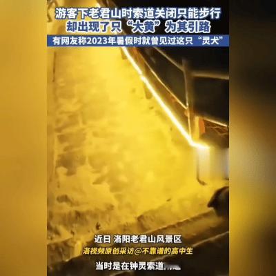 老君山灵犬连续两年带路！游客：它比导航还靠谱，网友：这才是山神显灵！
 
索道停