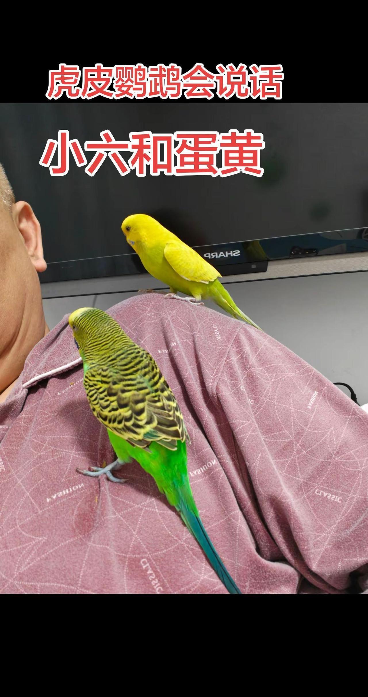 小六和蛋黄。养鹦鹉🦜 🦜肩膀上的俩活宝！小六黄绿炸街，蛋黄亮黄抢镜～天天唠嗑