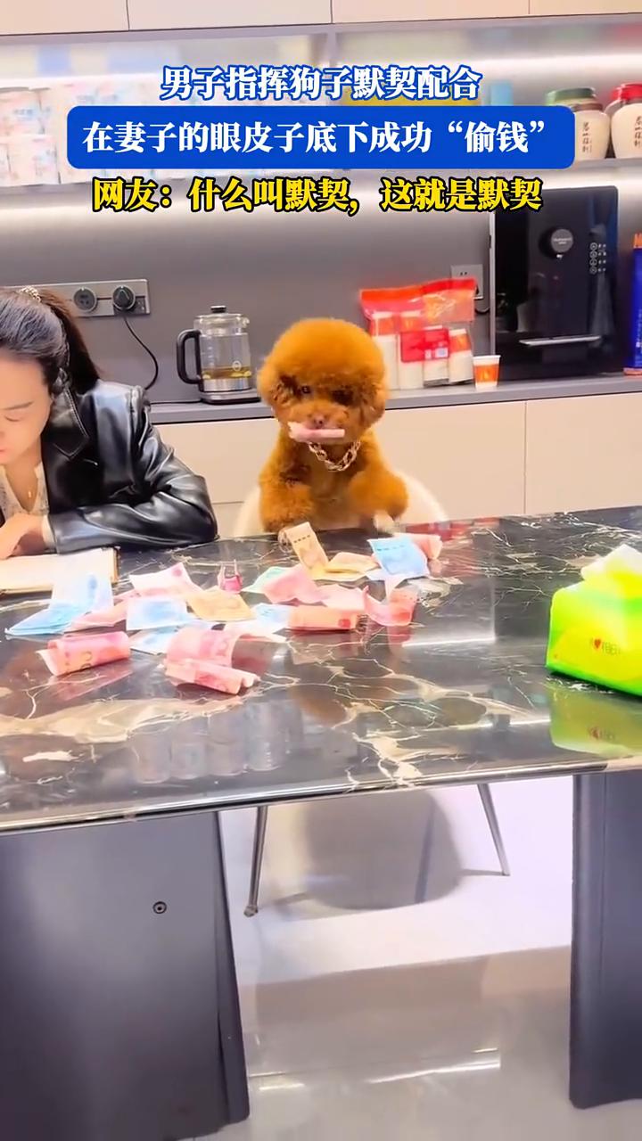 男子指挥狗子默契配合，在妻子的眼皮子底下成功"偷钱"。
来源：败家毛和老六。