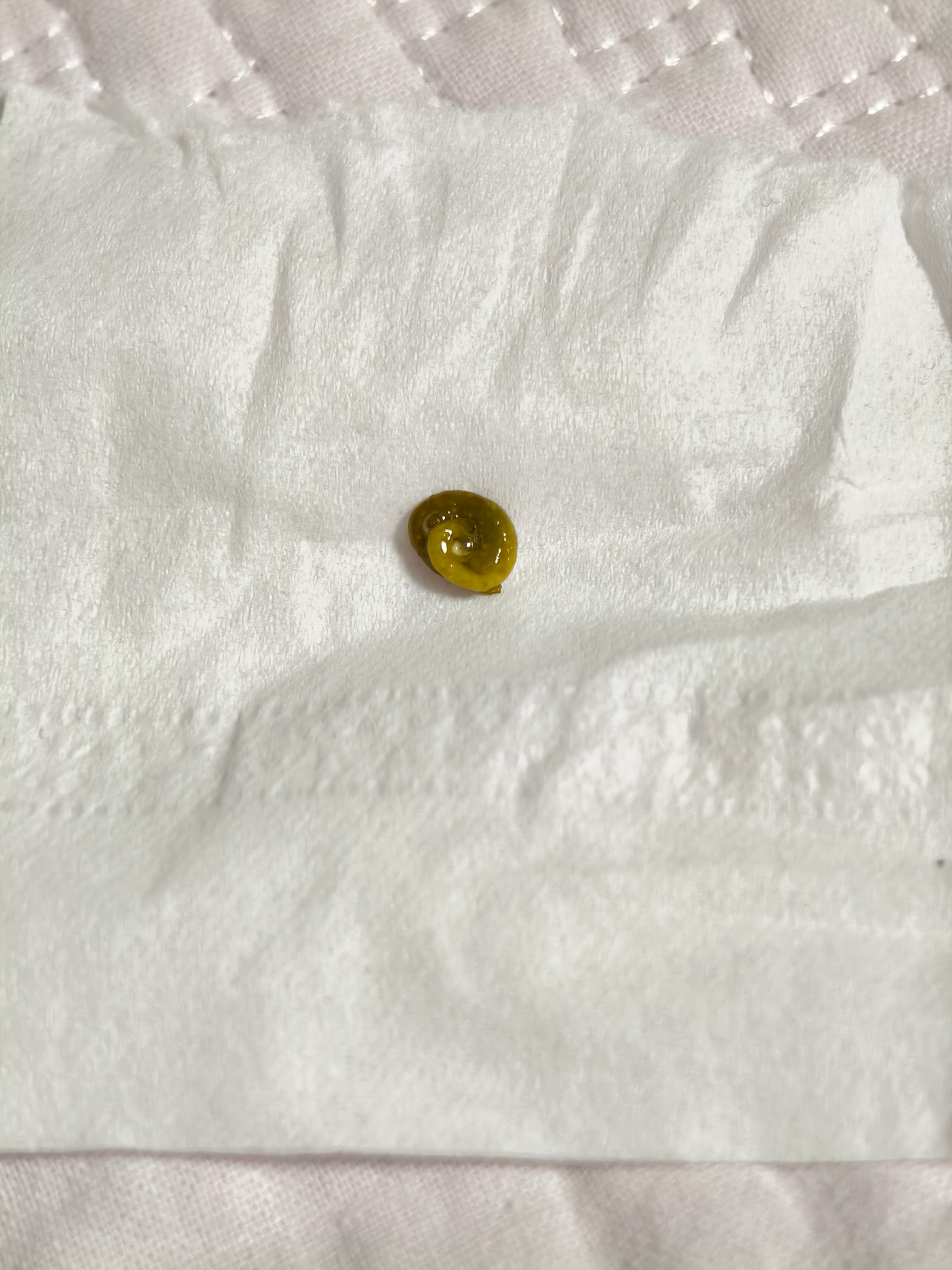 今天是咖啡色的粑粑鹦鹉小蓝和布丁 ​​​