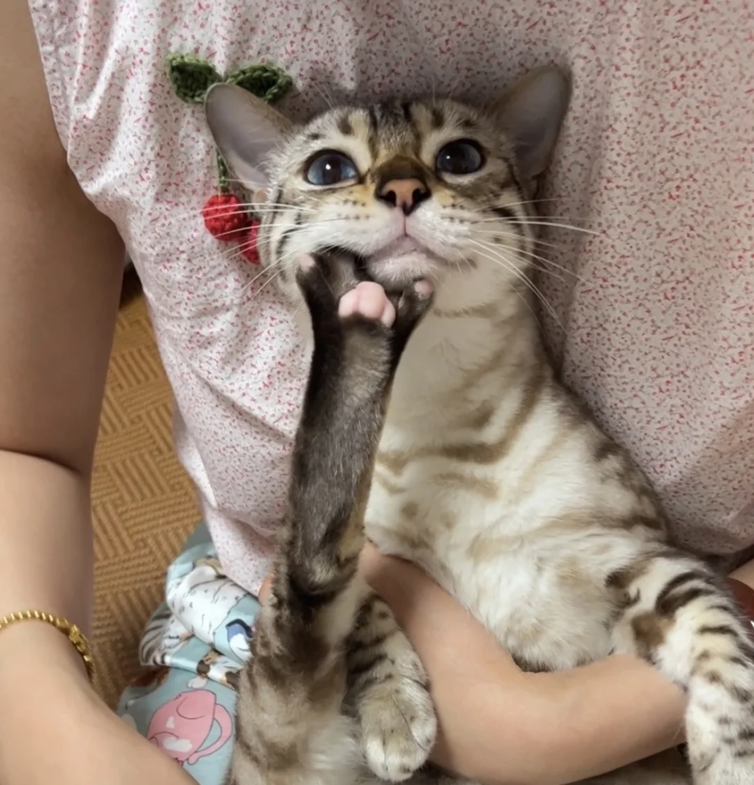 听说猫猫托腮最近很火～来个单托