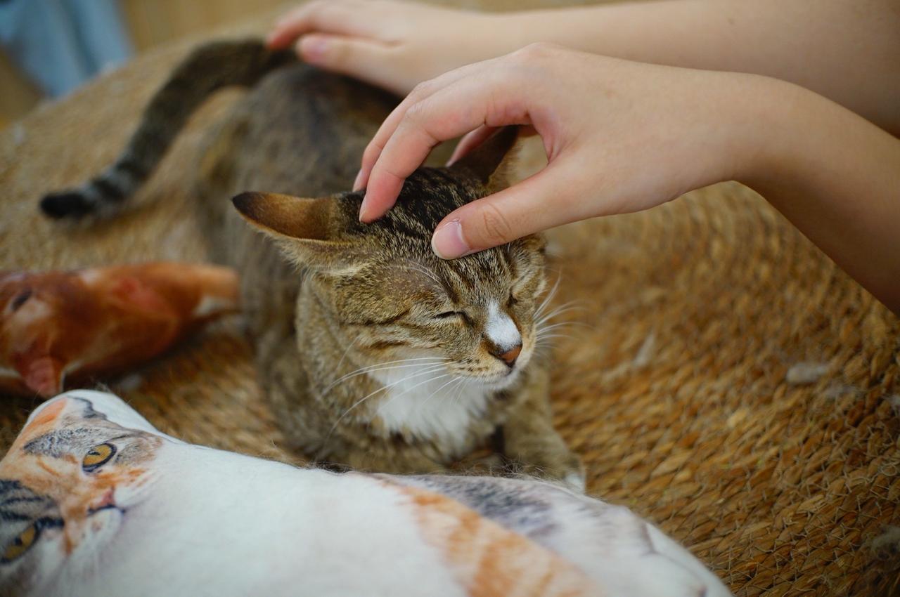 摸凹猫 摸凸猫，喵星人降维打击！300 万人熬夜蹲守的夹子音猫，凭啥把两脚兽拿捏