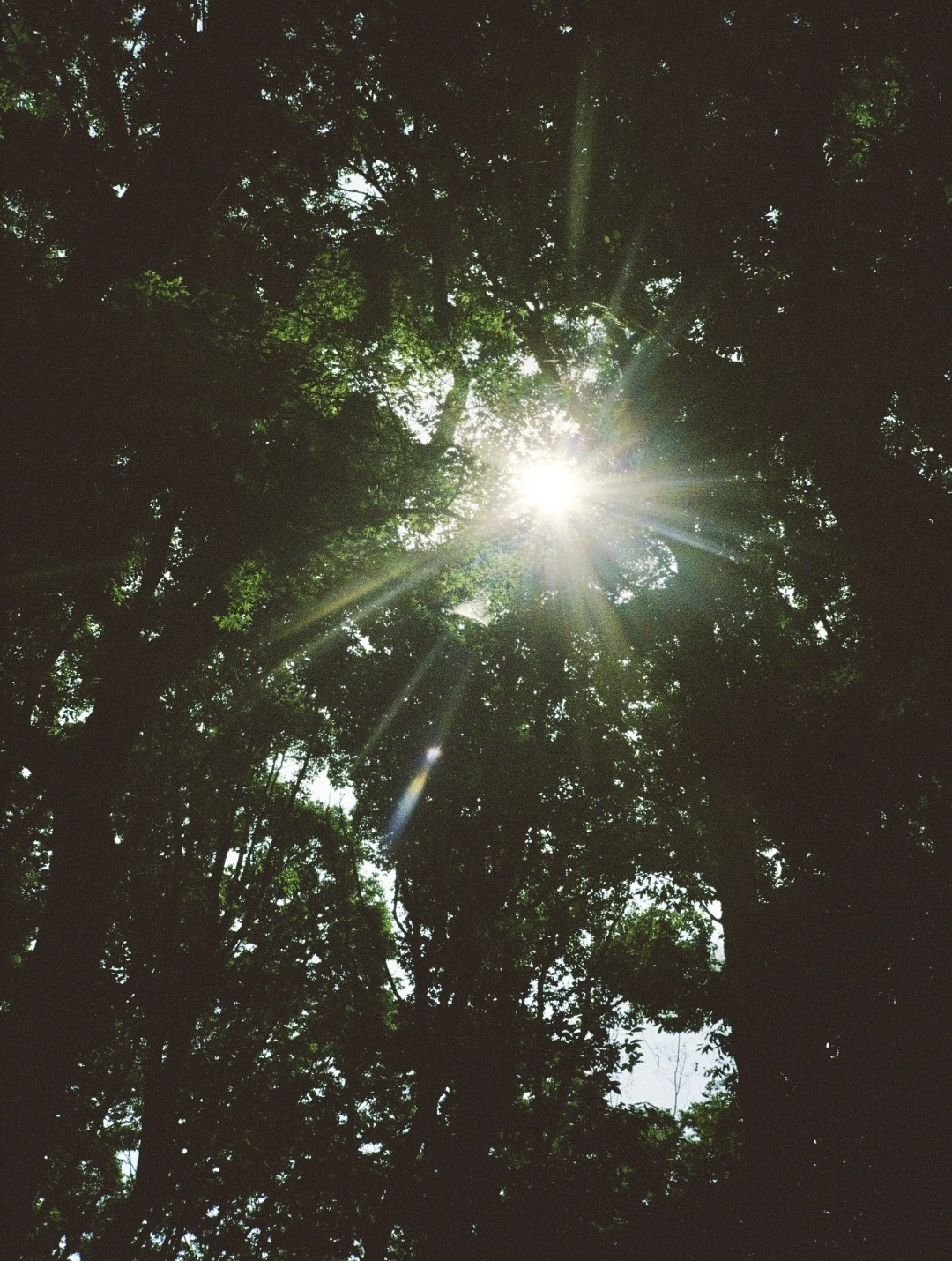 过了立夏，树就像稚童学毛笔，不知轻重地蘸墨，由着性子把枝叶洇得一团又一团。 