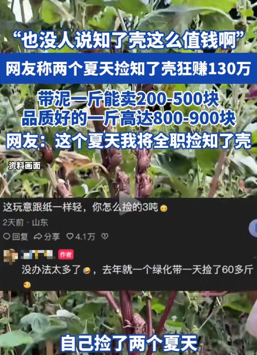 太假了！网友两个夏天捡知了壳挣130万？
1天运气好500元，按照1000元算，