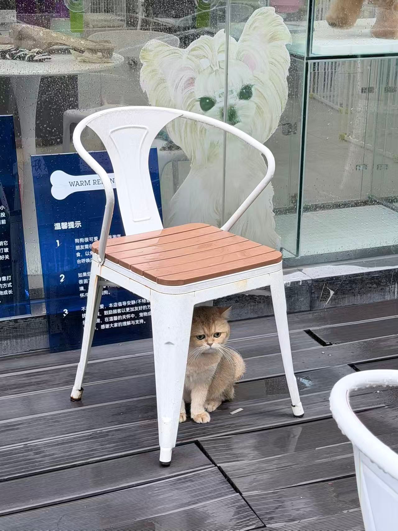 遇见一只小猫，它是不是心里有事儿？ 珠海