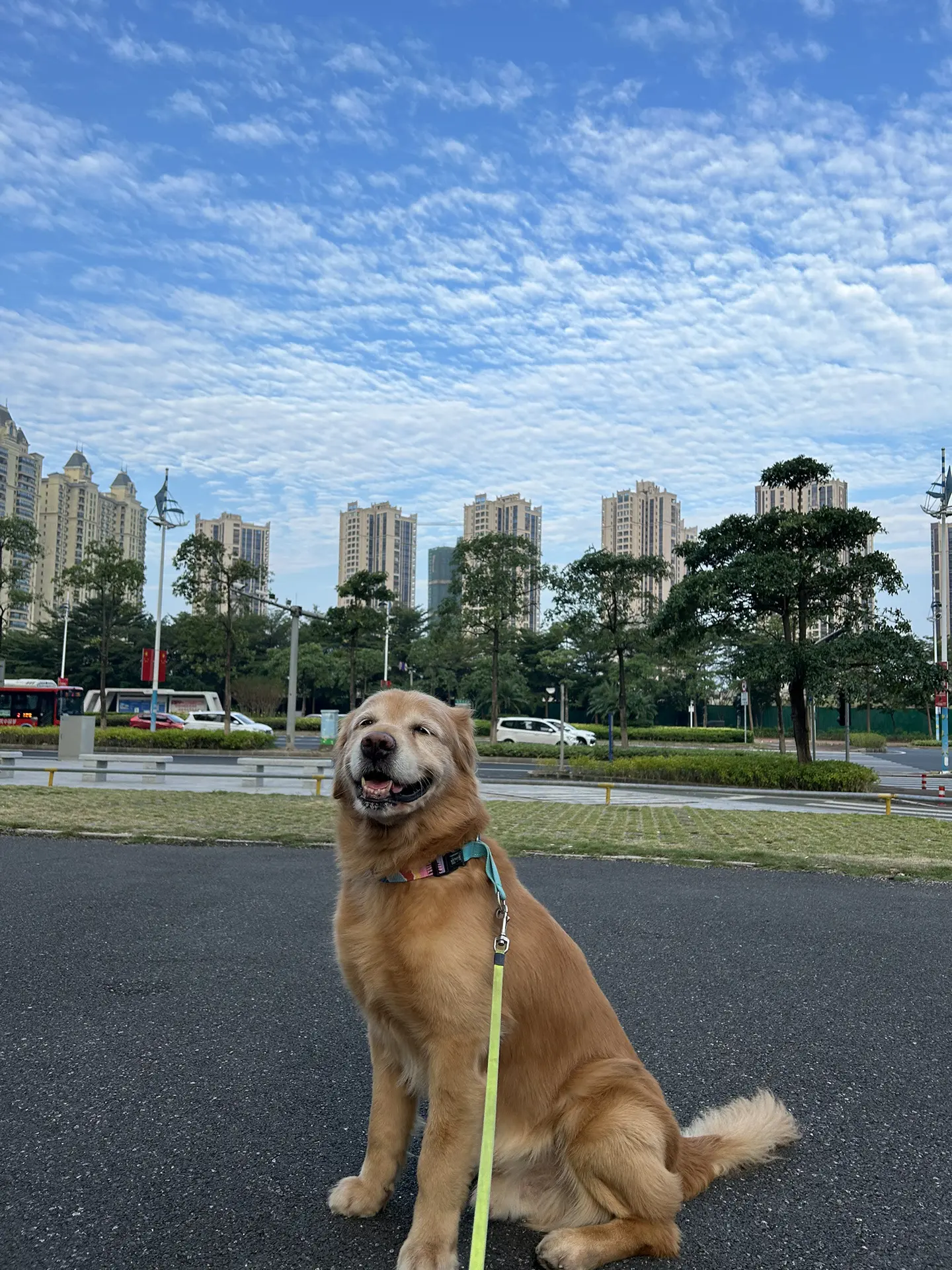 蓝天和黄狗