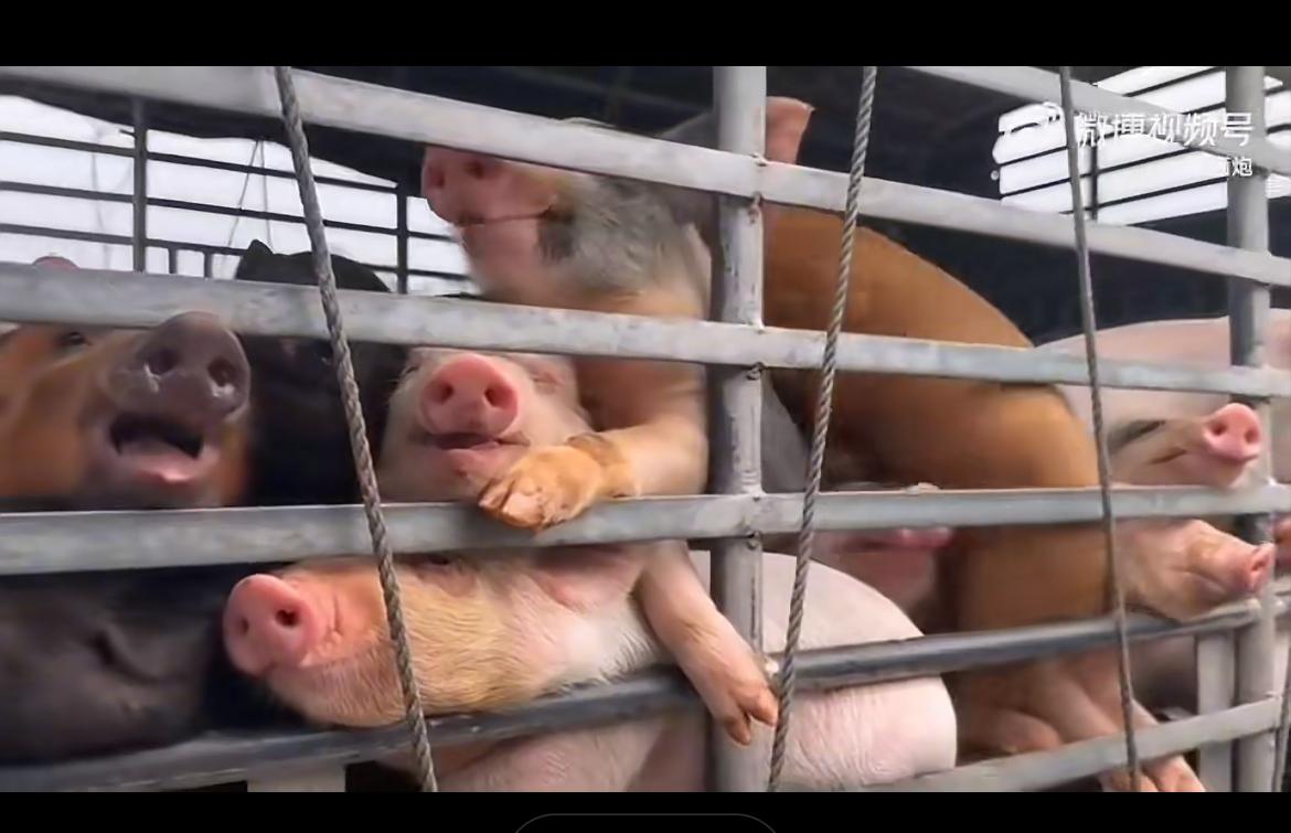 某动保组织在茂名一屠宰场花钱解救了 1950 只小猪，它们本应该成为清明祭祖的烤